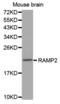 Receptor activity-modifying protein 2 antibody, abx002216, Abbexa, Western Blot image 