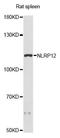 NACHT, LRR and PYD domains-containing protein 12 antibody, LS-C749521, Lifespan Biosciences, Western Blot image 