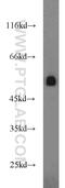 G Protein-Coupled Receptor 83 antibody, 23850-1-AP, Proteintech Group, Western Blot image 