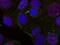 REL Proto-Oncogene, NF-KB Subunit antibody, MBS128440, MyBioSource, Immunofluorescence image 