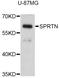 SprT-Like N-Terminal Domain antibody, abx126635, Abbexa, Western Blot image 