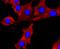 NUMB Endocytic Adaptor Protein antibody, NBP2-66991, Novus Biologicals, Immunocytochemistry image 