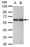 G-Patch Domain And KOW Motifs antibody, NBP2-16714, Novus Biologicals, Western Blot image 