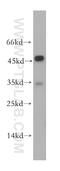 Vomeronasal 1 Receptor 4 antibody, 18846-1-AP, Proteintech Group, Western Blot image 