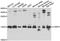 Vesicle Associated Membrane Protein 3 antibody, LS-C349157, Lifespan Biosciences, Western Blot image 