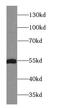 POU domain, class 2, transcription factor 2 antibody, FNab05961, FineTest, Western Blot image 