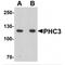 PH3 antibody, MBS153385, MyBioSource, Western Blot image 