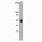 RNA binding protein fox-1 homolog 1 antibody, M04462, Boster Biological Technology, Western Blot image 