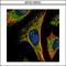Peroxisomal biogenesis factor 19 antibody, LS-C186171, Lifespan Biosciences, Immunocytochemistry image 