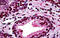 Distal-Less Homeobox 2 antibody, MBS245791, MyBioSource, Immunohistochemistry frozen image 