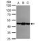 Asporin antibody, NBP2-15492, Novus Biologicals, Western Blot image 