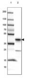Junctional Sarcoplasmic Reticulum Protein 1 antibody, NBP1-81998, Novus Biologicals, Western Blot image 