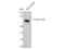 Lamin A/C antibody, STJ93886, St John