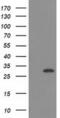 SCP1 antibody, MA5-25370, Invitrogen Antibodies, Western Blot image 