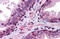 GID Complex Subunit 8 Homolog antibody, MBS244643, MyBioSource, Immunohistochemistry frozen image 