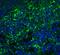 Arrestin 3 antibody, A06100, Boster Biological Technology, Immunofluorescence image 