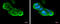 Ribosomal Protein L5 antibody, GTX101821, GeneTex, Immunocytochemistry image 