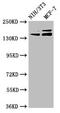 Uromodulin Like 1 antibody, CSB-PA025617LA01HU, Cusabio, Western Blot image 