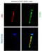 Bardet-Biedl Syndrome 5 antibody, 14569-1-AP, Proteintech Group, Immunofluorescence image 