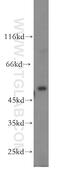 CUGBP Elav-Like Family Member 1 antibody, 13002-1-AP, Proteintech Group, Western Blot image 