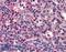 Septin 8 antibody, LS-B6217, Lifespan Biosciences, Immunohistochemistry frozen image 