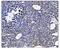 Histone-lysine N-methyltransferase EHMT2 antibody, A01055-2, Boster Biological Technology, Immunohistochemistry paraffin image 