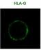 HLA class I histocompatibility antigen, alpha chain G antibody, NB500-314, Novus Biologicals, Immunofluorescence image 