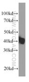 Kruppel Like Factor 15 antibody, 66185-1-Ig, Proteintech Group, Western Blot image 