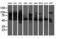 Dihydrolipoamide Dehydrogenase antibody, LS-C173227, Lifespan Biosciences, Western Blot image 