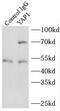 Yes Associated Protein 1 antibody, FNab09559, FineTest, Immunoprecipitation image 