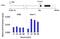 Casein kinase II subunit beta antibody, PA5-27416, Invitrogen Antibodies, Chromatin Immunoprecipitation image 