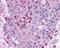 Matrix metalloproteinase-28 antibody, 49-683, ProSci, Immunohistochemistry paraffin image 