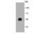 Coiled-Coil Domain Containing 51 antibody, NBP2-67221, Novus Biologicals, Western Blot image 