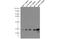 Probetacellulin antibody, 66683-1-Ig, Proteintech Group, Western Blot image 