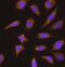 High molecular weight kininogen antibody, FNab10493, FineTest, Immunofluorescence image 