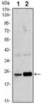 RAB10, Member RAS Oncogene Family antibody, MBS831297, MyBioSource, Western Blot image 
