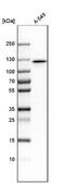MYO1C antibody, NBP1-92158, Novus Biologicals, Western Blot image 