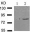 Inhibitor of nuclear factor kappa-B kinase subunit alpha antibody, TA321322, Origene, Western Blot image 