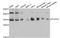 Phospholipid scramblase 3 antibody, A12371, ABclonal Technology, Western Blot image 