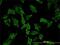 Homeostatic Iron Regulator antibody, H00003077-M01, Novus Biologicals, Immunofluorescence image 