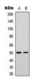 Fibulin 5 antibody, orb393052, Biorbyt, Western Blot image 