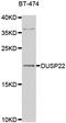 Dual Specificity Phosphatase 22 antibody, abx005488, Abbexa, Western Blot image 