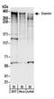 Golgin subfamily B member 1 antibody, NBP2-22323, Novus Biologicals, Western Blot image 