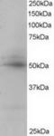 Cyclic AMP-responsive element-binding protein 3-like protein 4 antibody, TA302777, Origene, Western Blot image 