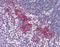 Deoxyribonuclease-2-alpha antibody, orb86758, Biorbyt, Immunohistochemistry paraffin image 