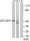 Zinc finger protein ZIC 1 antibody, TA314684, Origene, Western Blot image 