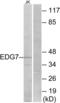 Lpa3 antibody, LS-C120579, Lifespan Biosciences, Western Blot image 