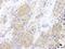 Chaperonin Containing TCP1 Subunit 2 antibody, A303-478A, Bethyl Labs, Immunohistochemistry frozen image 