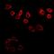Keratin 19 antibody, orb10404, Biorbyt, Immunofluorescence image 