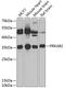 Protein Kinase AMP-Activated Non-Catalytic Subunit Beta 2 antibody, 14-931, ProSci, Western Blot image 